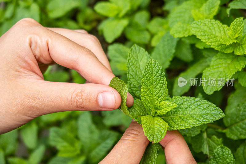 关闭薄荷植物/种植园